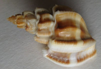 Scalptia scalariformis 2)  (Lamarck, 1822)